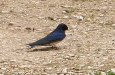 Rondine Hirundo rustica.  via della croce.